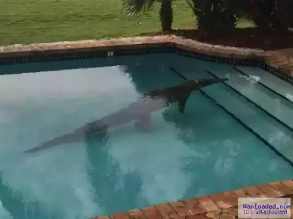 Photo: Florida Man Finds 8ft Long Crocodile In His Swimming Pool